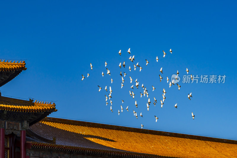 故宫上空飞翔的鸽群