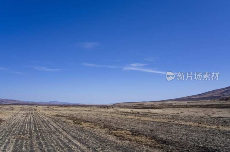 内蒙古呼伦贝尔临江屯草原牧场秋景