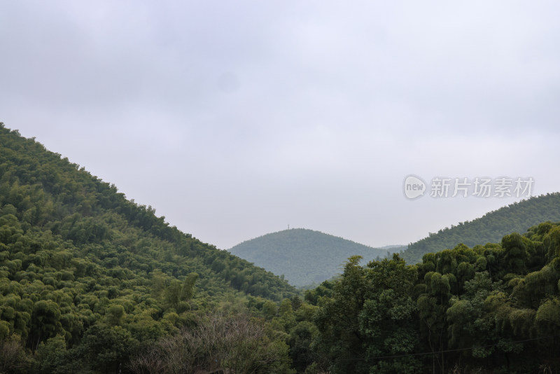 浙江湖州德清县上杨村绿色的竹林