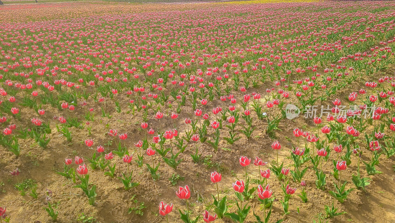 土地中盛开的郁金香