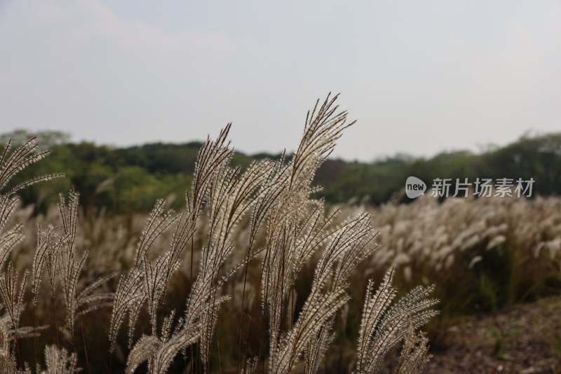 良渚古城遗址公园池中寺粮仓的芦苇荡