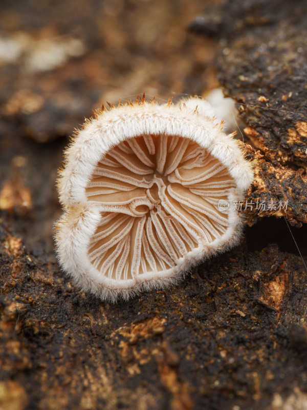 树枝上的侧耳蘑菇褶皱微距