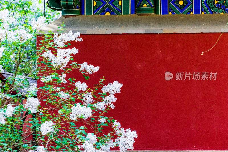 北京北海公园中丁香花与红墙