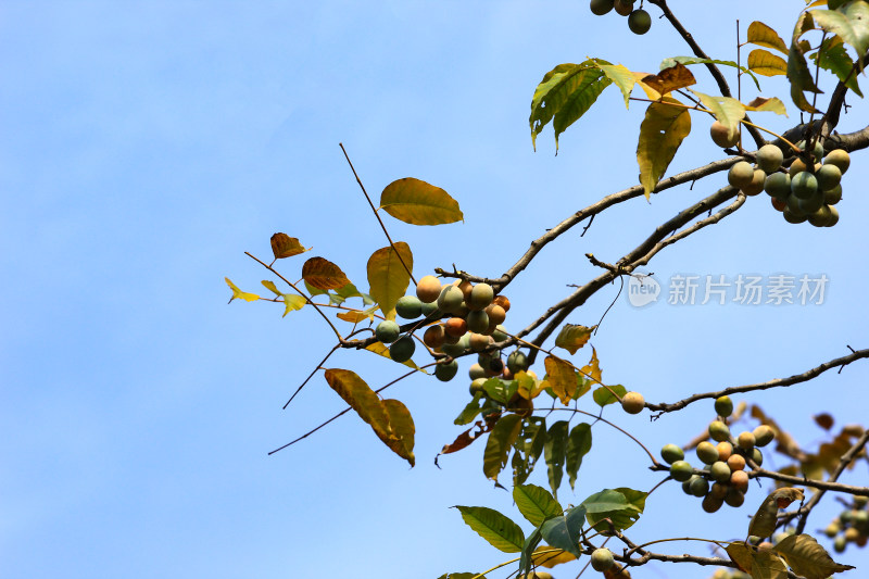 南酸枣广酸枣树上的果实素材