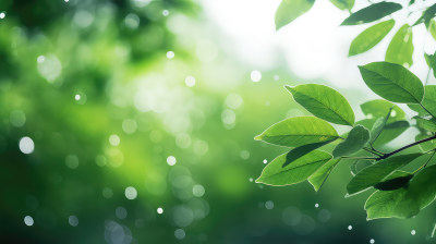 阳光树叶雨水植物呼吸清新自然