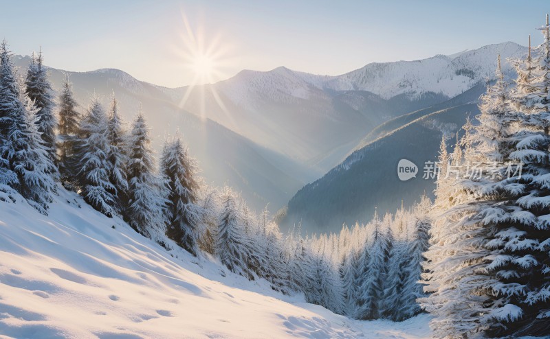 冬季森林白雪覆盖风景