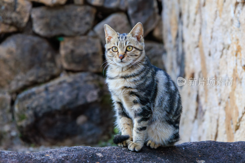 蹲坐在石头上的狸花猫正专注地看向镜头