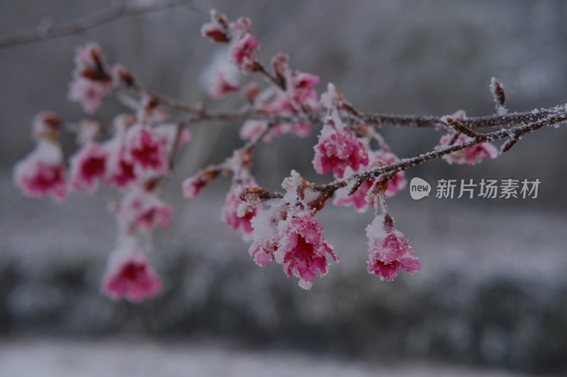 福建省泉州市德化县乡村植物特写