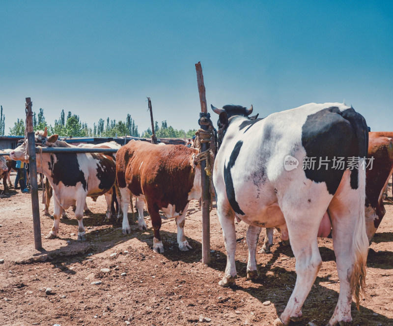 新疆喀什牛羊大巴扎农贸交易市场奶牛肉牛