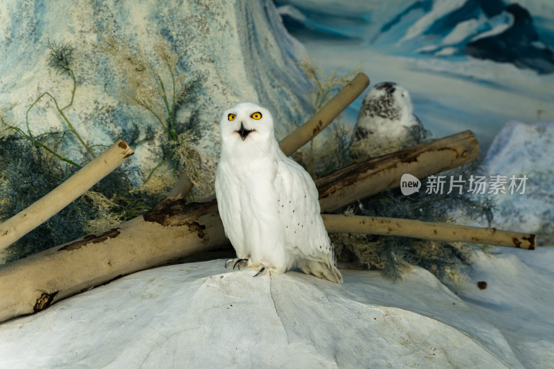 雪鸮特写张望警惕