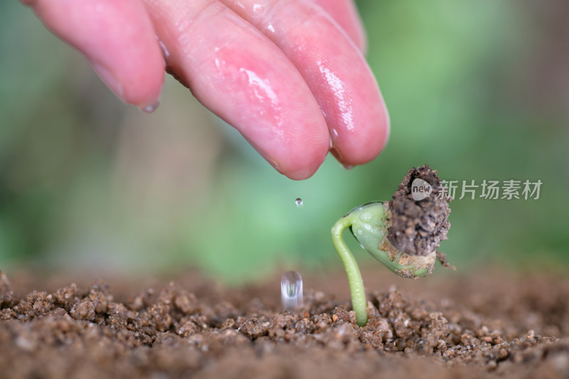 浇灌初春的绿芽