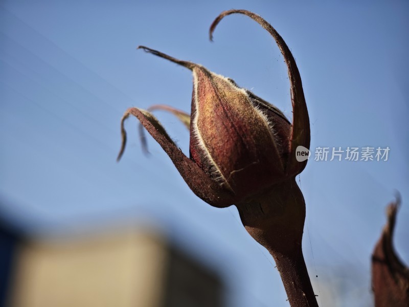 干枯的植物花苞特写