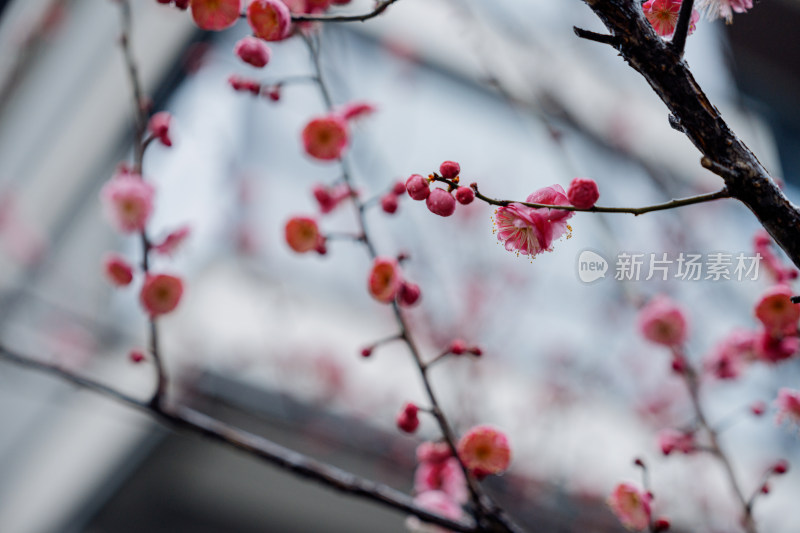 雨雪天气中盛开的红梅