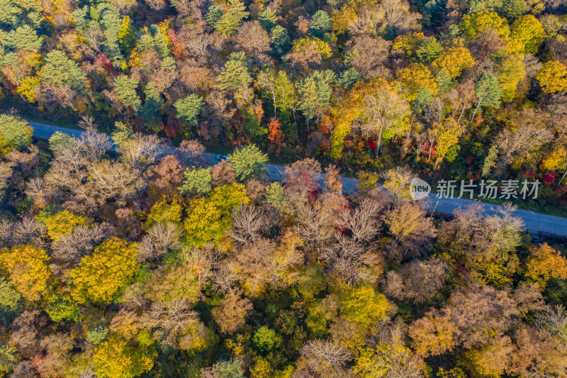 秋季森林与道路