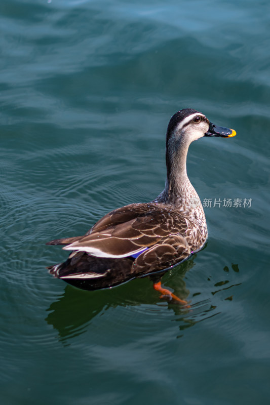 杭州西湖里的鸭子水禽