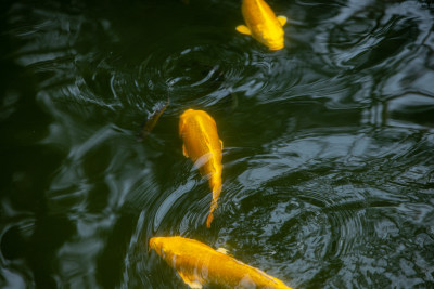 湖里金鱼观赏鱼金黄色的鱼