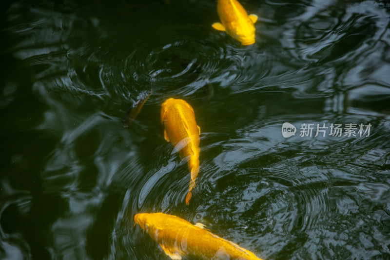 湖里金鱼观赏鱼金黄色的鱼