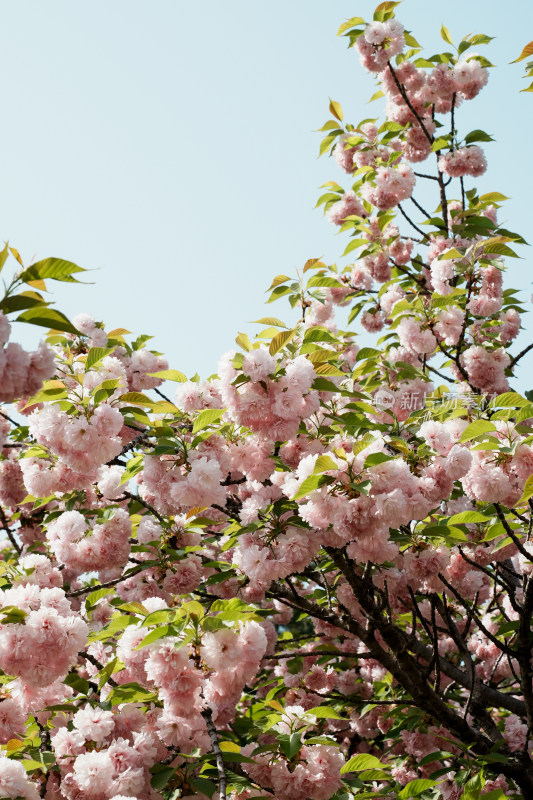 北京朝阳公园樱花