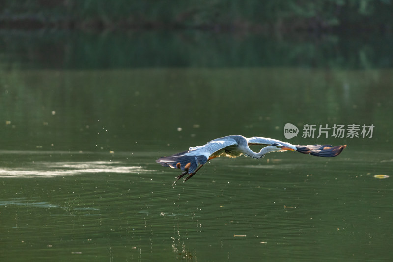 苍鹭捕食