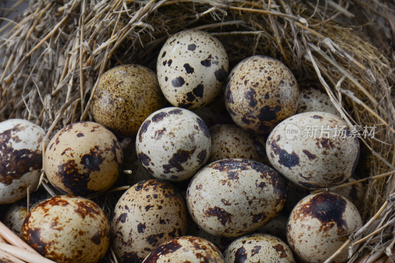 鹌鹑蛋在鸟巢