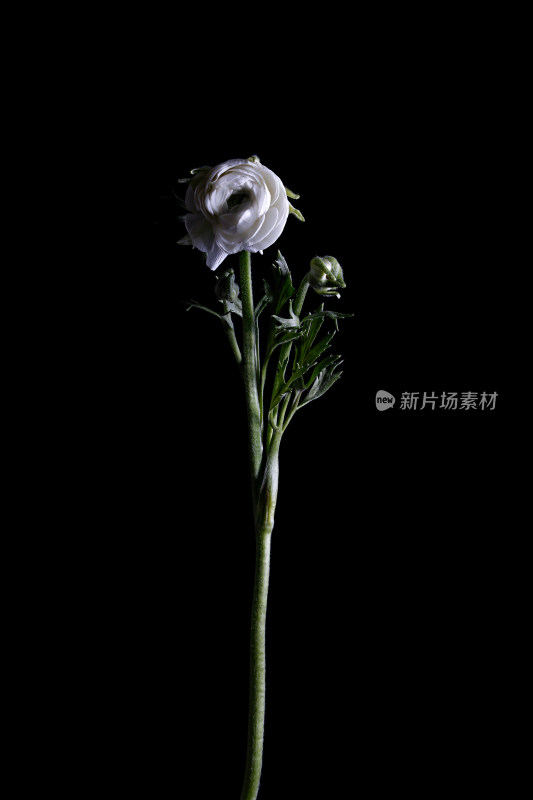 黑色背景上的一支白色鲜花洋牡丹