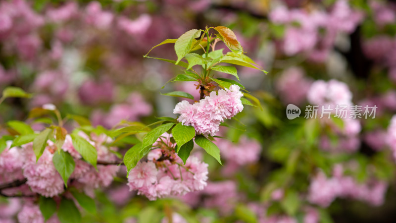 春季樱花素材