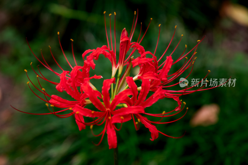 草丛中，盛开的彼岸花特写