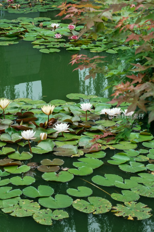 北京国家植物园睡莲