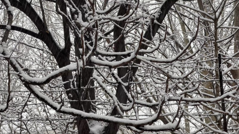 鹅毛大雪雪景树枝上的积雪