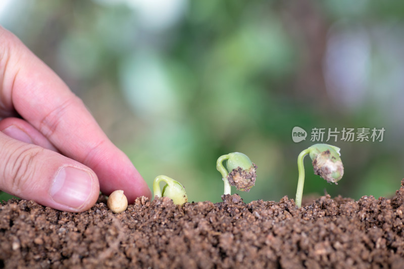 一只手种下种子及其它的在生长