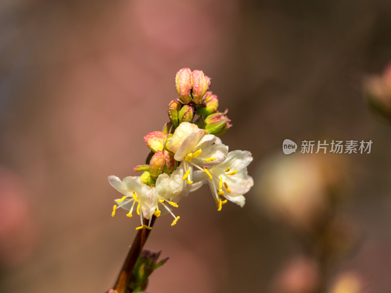 开放的郁香忍冬