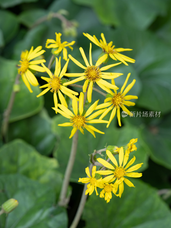 大吴风草的花特写