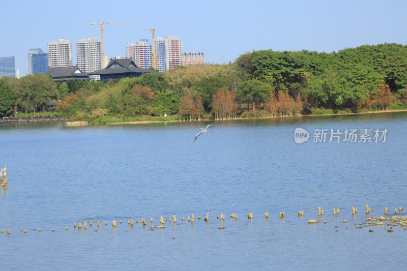 湖畔城市风光与飞鸟景致