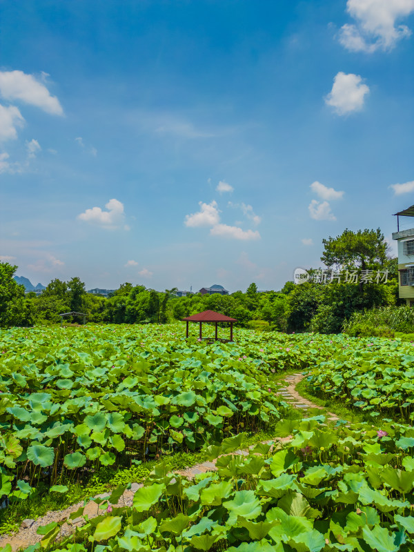 桂林的夏季荷塘风光