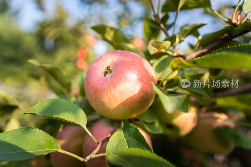 秋天苹果树果实红苹果丰收季光照