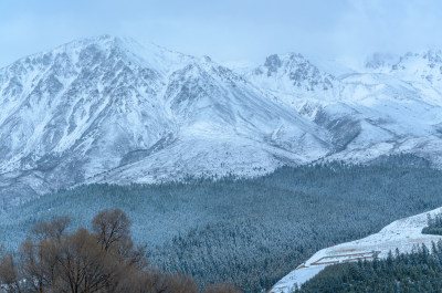 青海祁连卓尔山树林自然唯美雪景风光