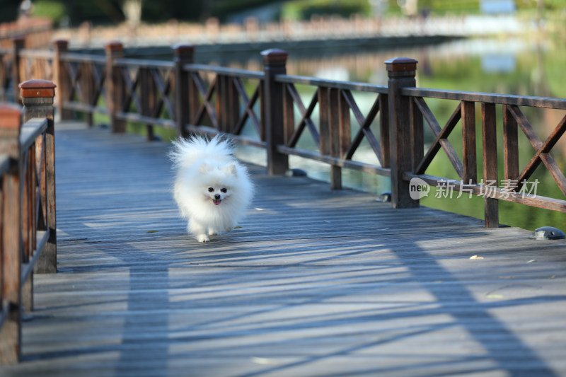 在栈道上奔跑的白色博美犬