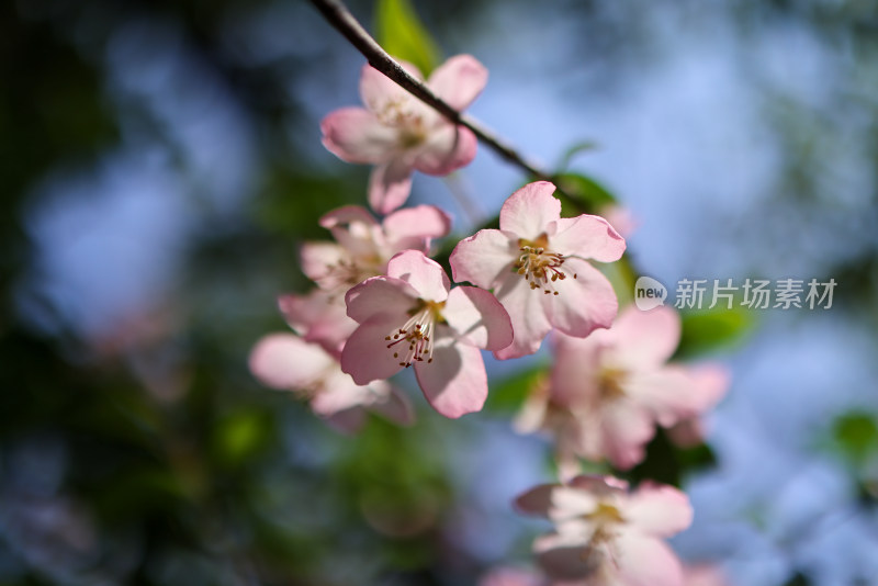 春天盛开的垂丝海棠特写