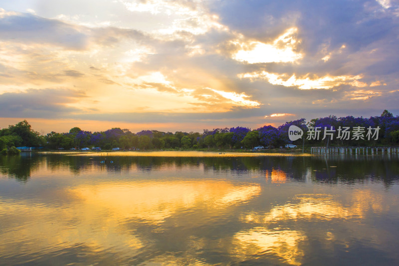 蓝花楹湖泊天空花朵春天植物风景自然户外