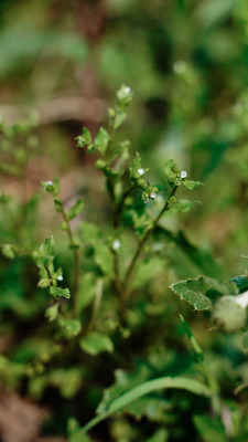 植物素材——斑种草