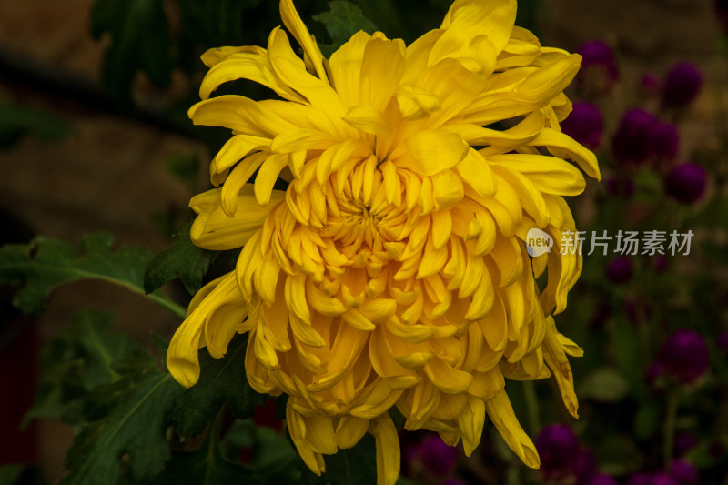 福州西湖第58届菊花展览