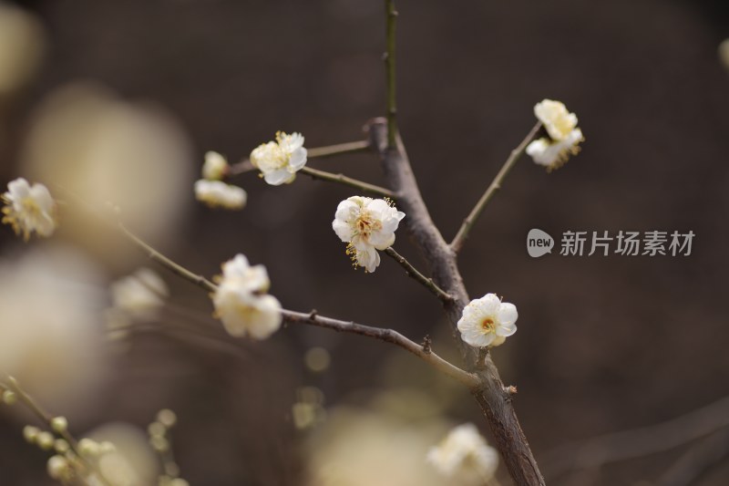 梅花系列