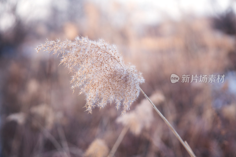 冬季的芦苇花