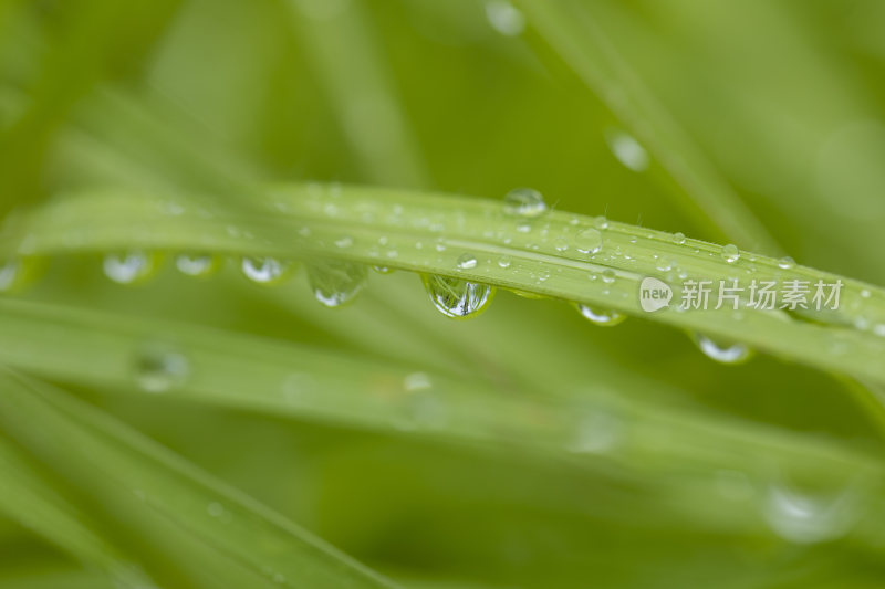 叶子上的水珠露水雨珠特写