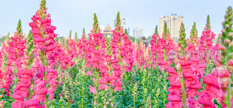 佛山市顺峰山公园盛开的金鱼草花海