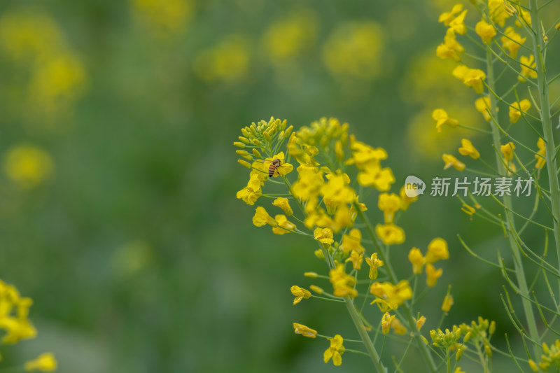 春天油菜花盛开