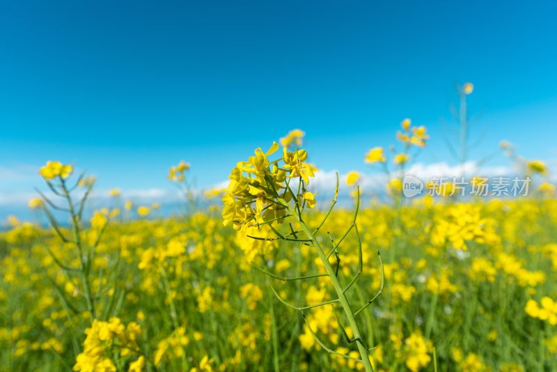 青海湖油菜花