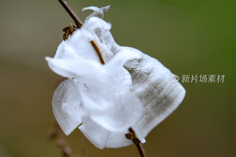 重庆酉阳：冻雨.冰花.鸟