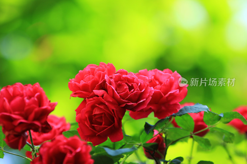 夏日盛开的鲜红月季花
