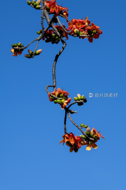 春天南粤盛开的木棉花